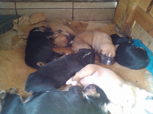 Cachorros bóxer de 15 días de nacidos. Color negro, café oscuro y blanco.